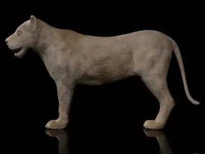 animal lion Low-poly 3D model