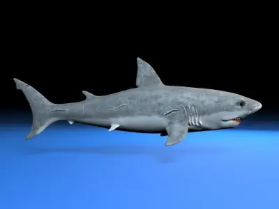 Great white shark  Low-poly 3D model