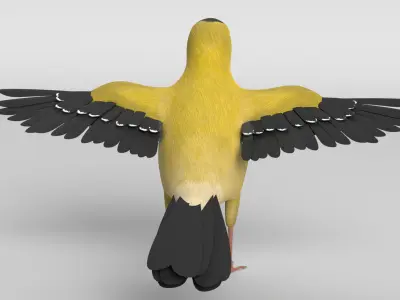 Goldfinch Bird 3D model