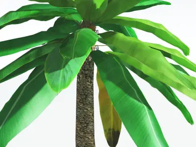 EVERYPlant Bjuvia Cycad LowPoly 2 --12 Models-- Low-poly 3D model