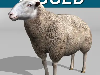 Sheep 3D model 3
