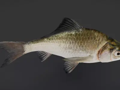 Realistic White Crucian Carp Animated 3D model