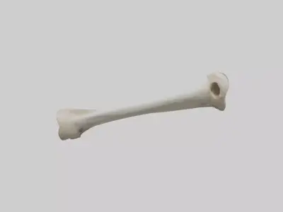 Dog Femur 3D model