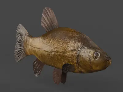 Tench Fish 3D model