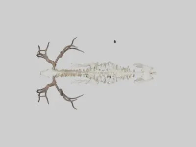 Caribou Skeleton model Low-poly 3D model