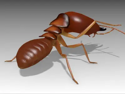 Termite ant Low-poly 3D model