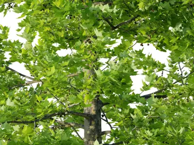 tree Platanus tree platanus 07 Free 3D model