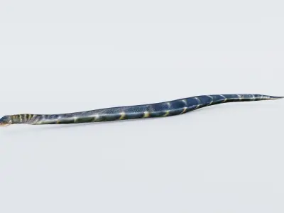 Anaconda Free 3D model