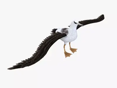 Albatross bird 3d model Low-poly 3D model