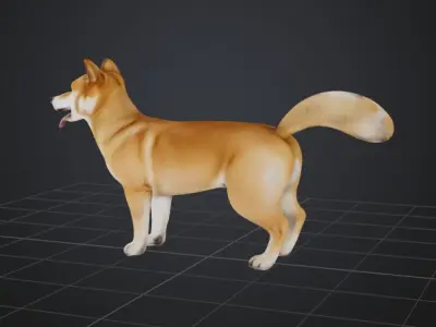 Dog Model - Shiba 3D model