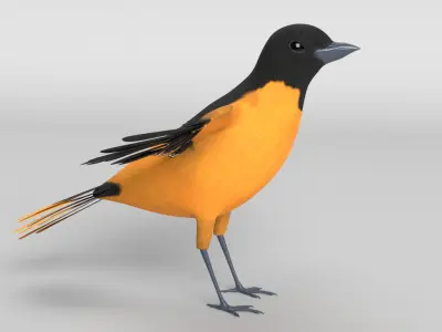 Baltimore Oriole Bird 3D model