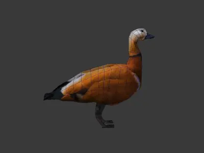 Duck 3d model Low-poly 3D model