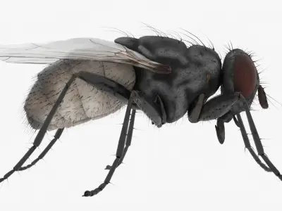 Realistic Housefly Low-poly 3D model