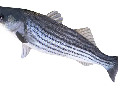 Low-Poly Striped Bass Animated Free low-poly 3D model