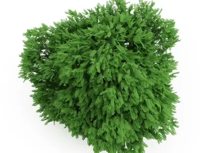 Desert False Indigo 3D model