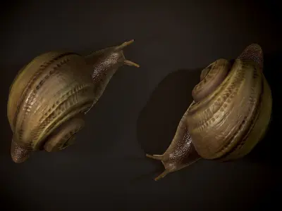 Land snail1 - Game Ready Low-poly 3D model Low-poly 3D model