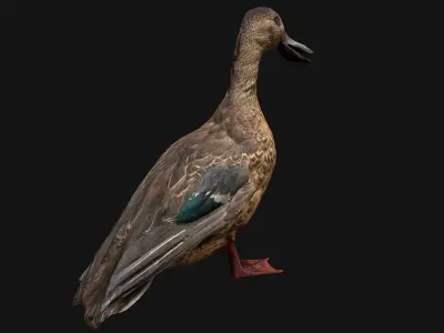 Duck Wild Bird Low-poly 3D model