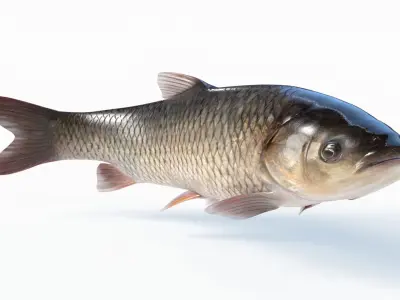 Amur fish Animated Low-poly 3D model