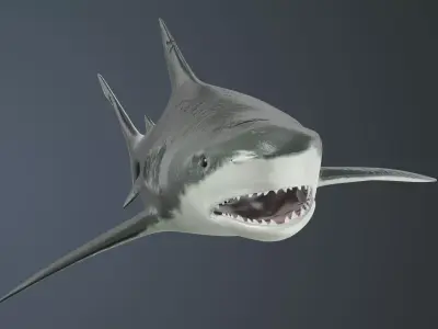 Tiger Shark Low-poly 3D model Low-poly 3D model