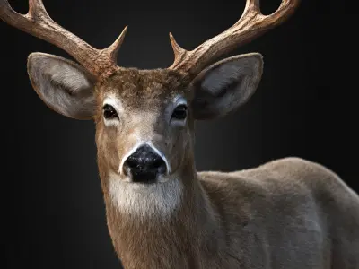 Deer 2025 static version XGEN-CORE 3D model