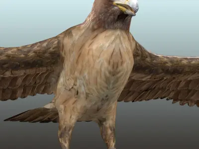 Golden Eagle  Low-poly 3D model