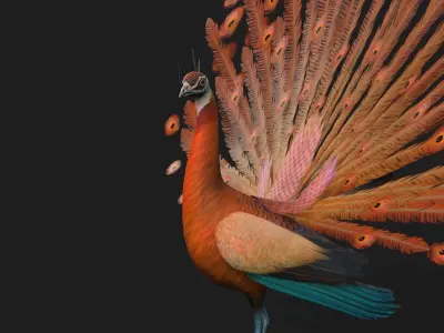 Peacock A4 3D model