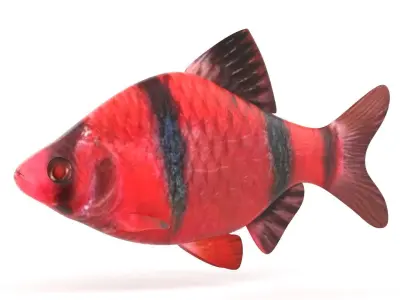 Red Tiger Barb 3D model