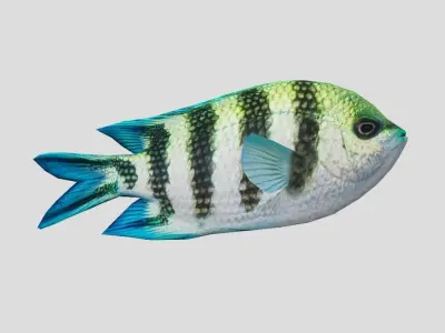 sergeant fish Low-poly 3D model