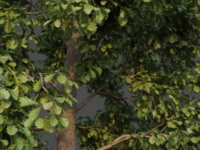 XfrogPlants Common Oak - Quercus Robur  3D model