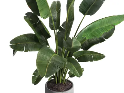 indoor plant 030 3D model