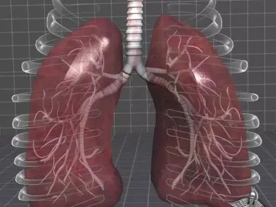 Lungs Anatomy 3D model