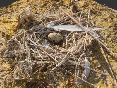 Nest with an Egg Low-poly 3D model
