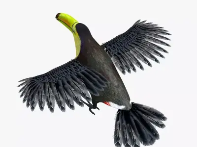 Toucan Bird rigged 3d model Low-poly 3D model