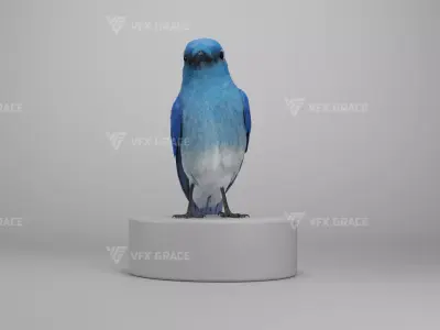 Sialia Currucoides Animation 3D Model Rigged for Blender 3D model