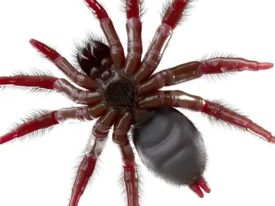 Trapdoor Spider Low-poly 3D model