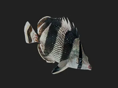 Bandedbutterflyfish Low-poly 3D model