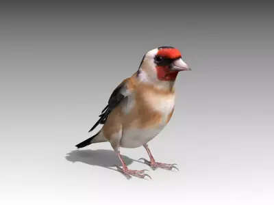 Goldfinch Low-poly 3D model