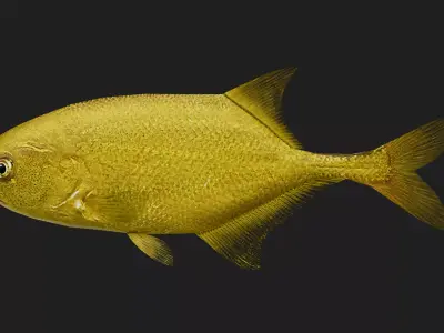 Elephantfish Low-poly 3D model