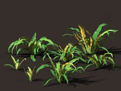 Asplenium australasicum - Birds Nest Fern 3D model