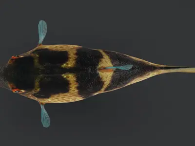 Valentin Sharpnose Puffer Animated 3D model