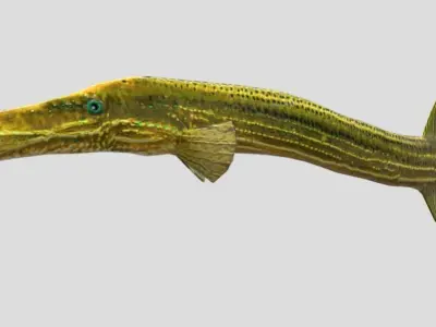 Trumpetfish Low-poly 3D model