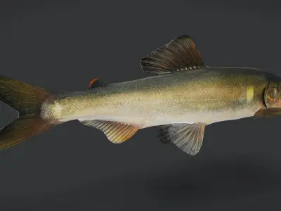 Ayu Sweetfish Animated 3D model