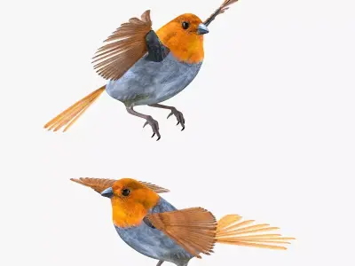 Finch bird rigged 3d model Low-poly 3D model