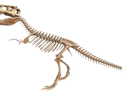 T-rex Skeleton 3D model