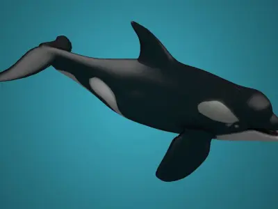 Killer whales Killer ocean  toothed  whales marine animals 3D model