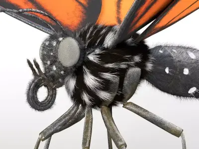 Butterfly Insect Low-poly 3D model