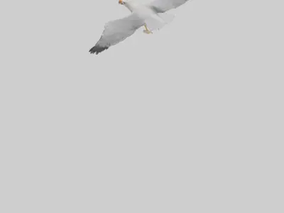 European Herring Gull flying model Low-poly 3D model