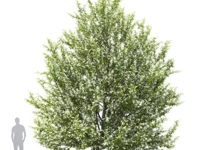 Prunus padus 01H6m 3D model