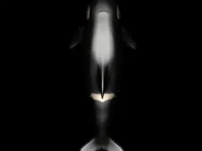 dolphin Orca Rigged 3D model