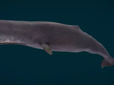 Sperm Whale Animated Low-poly 3D model